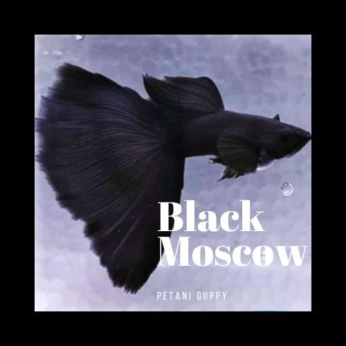 Dekorasi Aquarium Guppy Black Moskow Grade A