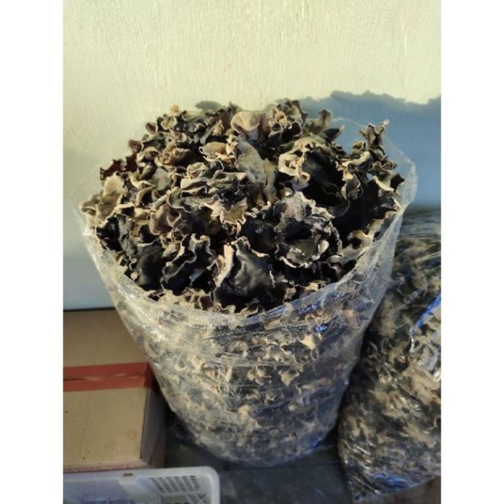 

Jamur Kuping Hitam Kering