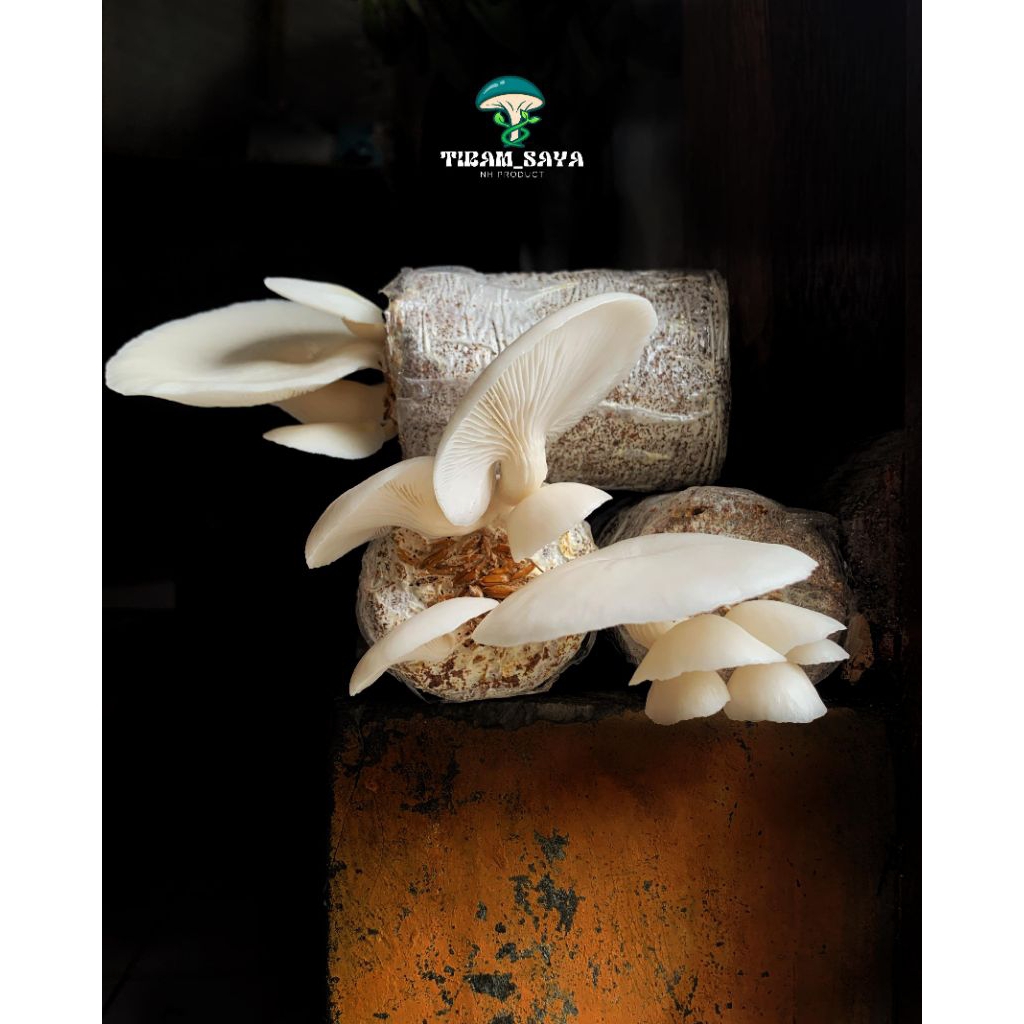 

Belajar budidaya jamur tiram putih f2,lebih hemat dg paket grosir