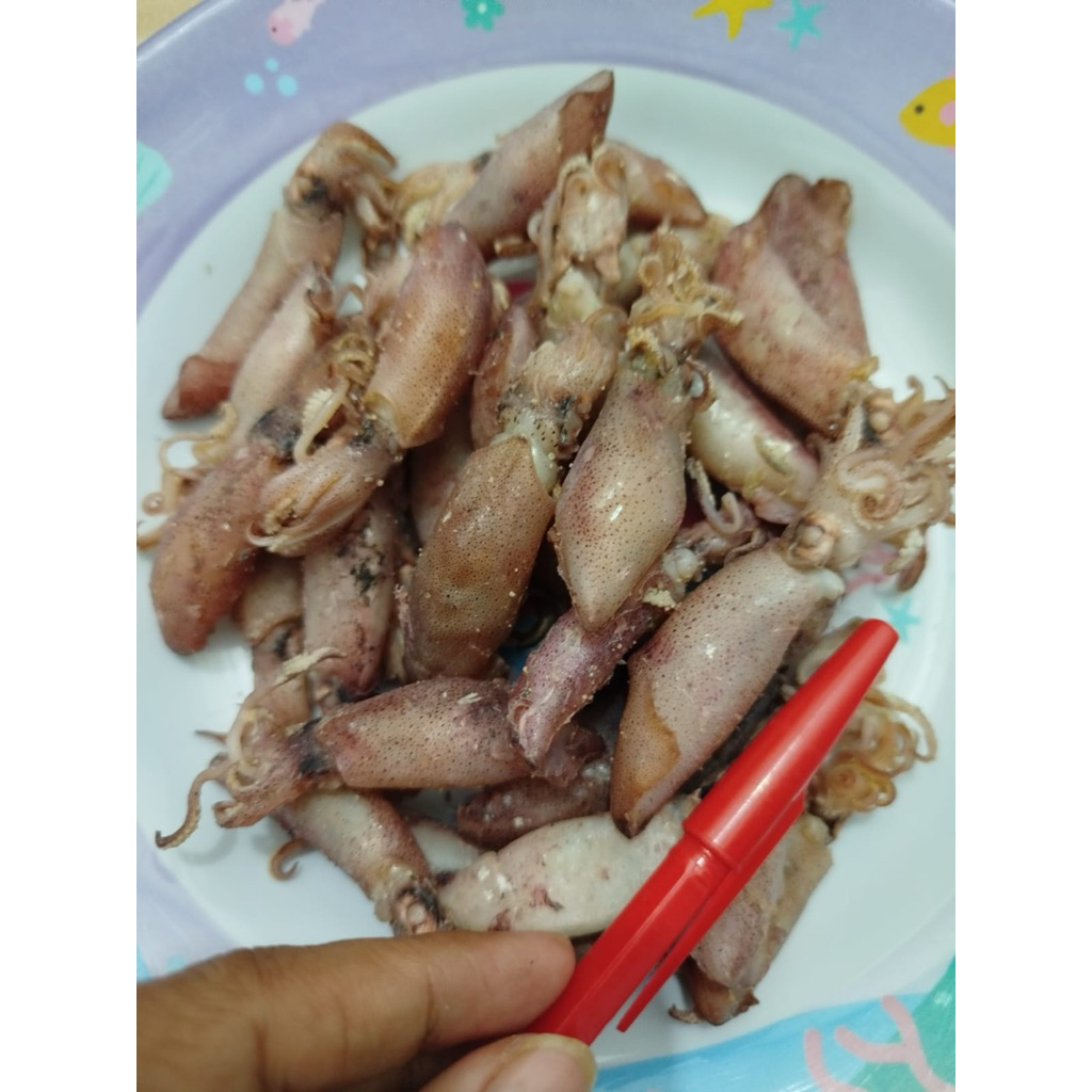 

balita cumi gemoy size 3-6 cm asli medan kemasan 100 gr