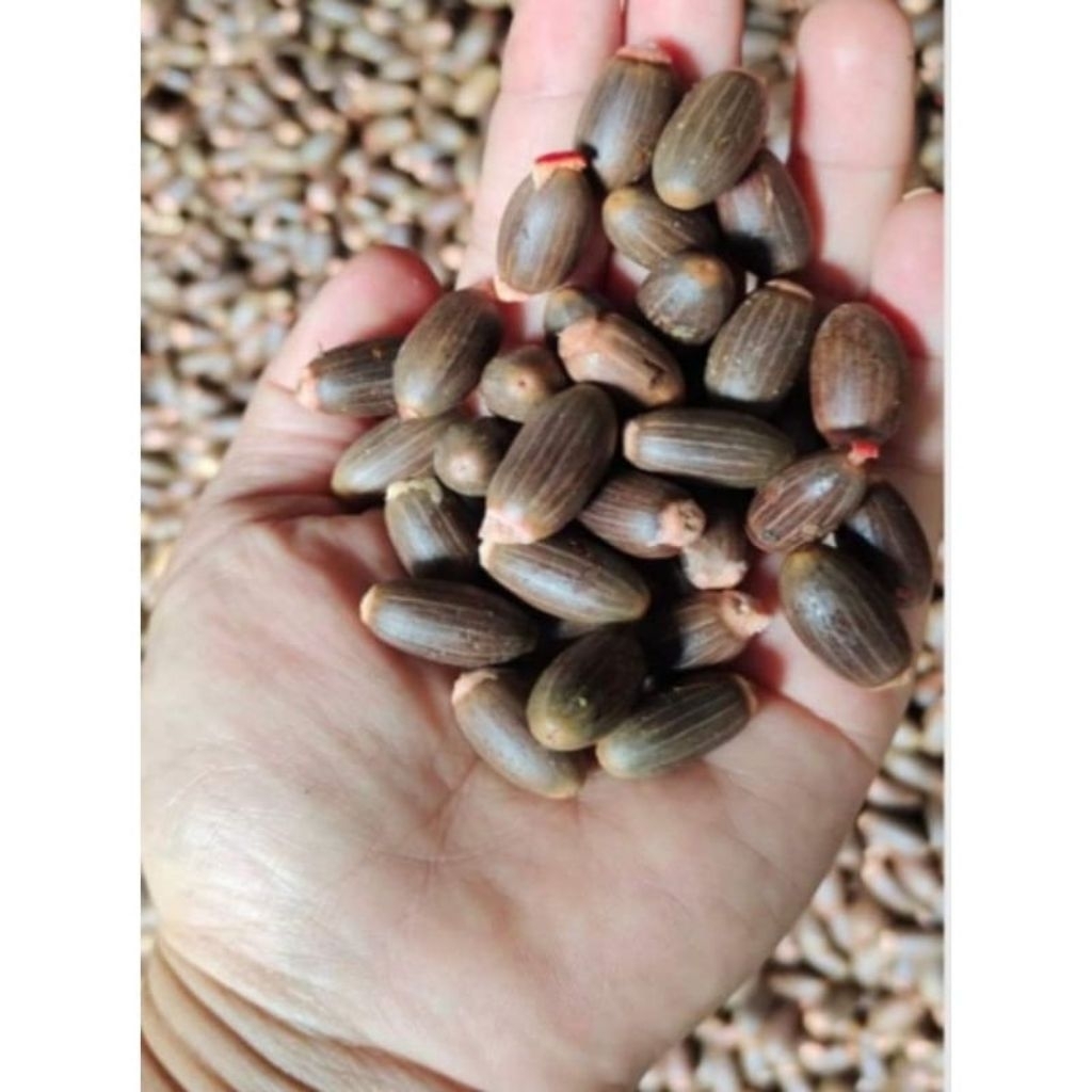 

1kg biji melinjo segar empuk asli mancak