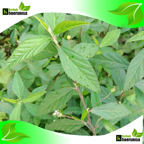 

Daun Sidaguri jantan Segar 1 kg herbal alami fresh