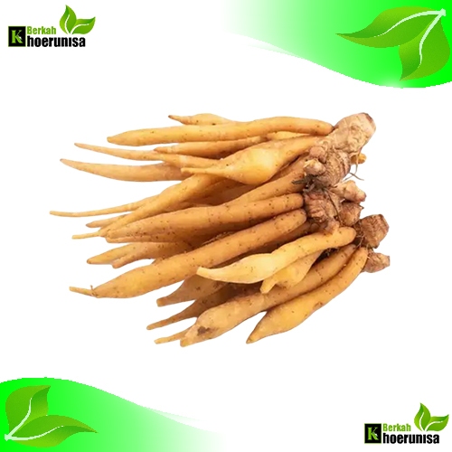 

Temu/Kunyit kunci Segar 1 kg rempah dan herbal alami