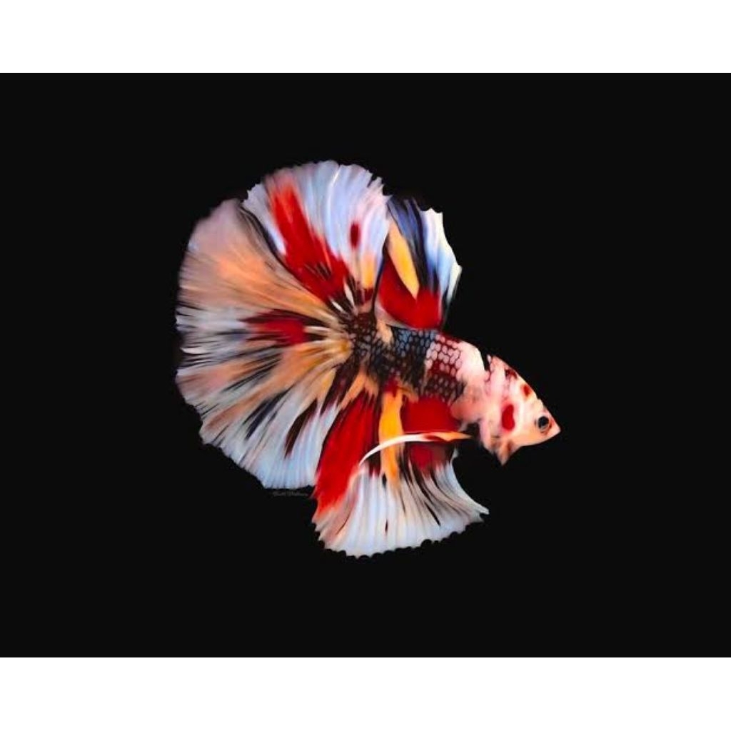 (Seafood) Cupang HM Multicolor M Hiasan Aquarium