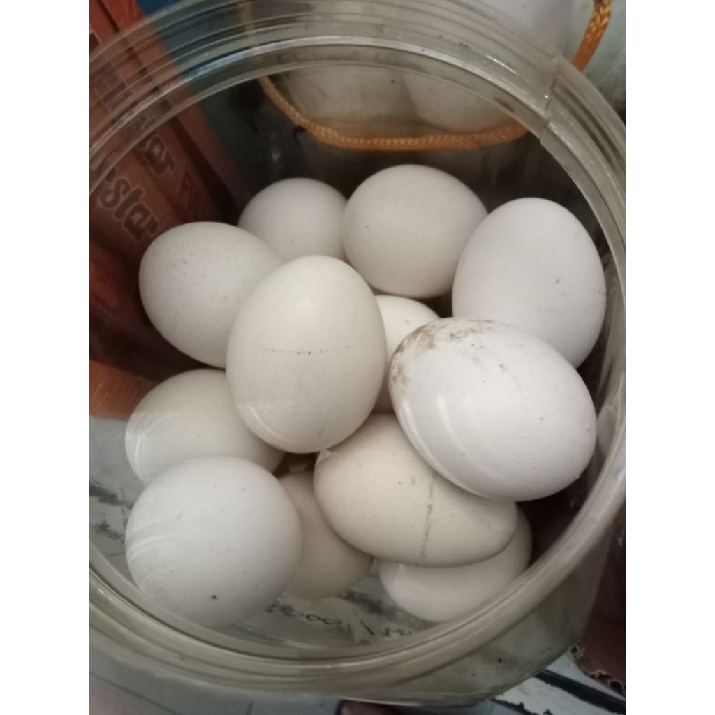 Telur ayam kampung asli.