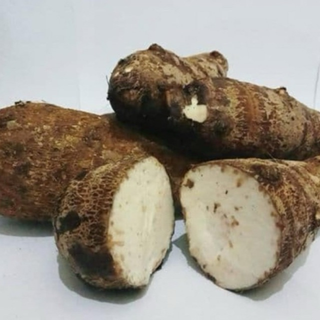 UBI MBOTE 1KG/UBI KELADI/TALAS MBOTE 1KG/UBI BOTHE/UBI TALAS MBOTE MENTAH/UBI TALAS PULEN BERPASIR/U
