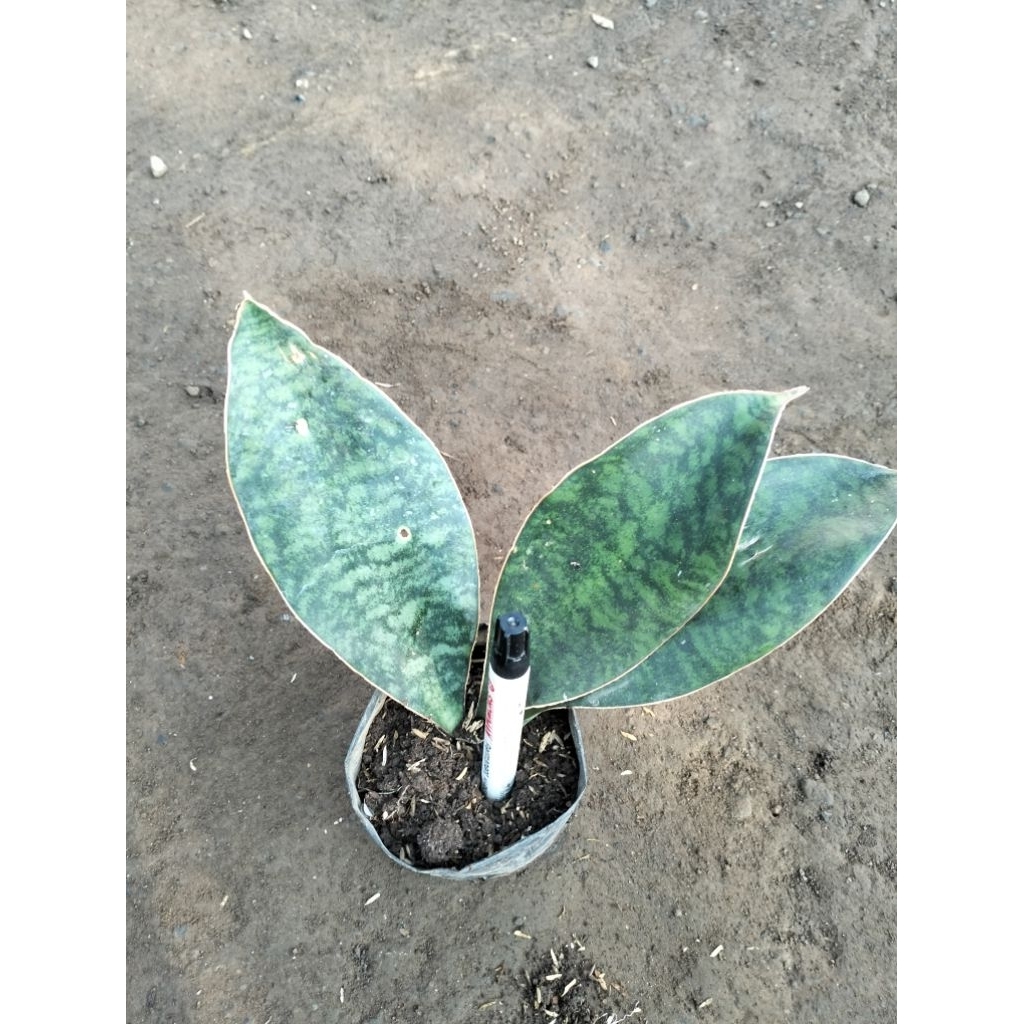 Lidah Mertua Sansevieria Centong Anakan