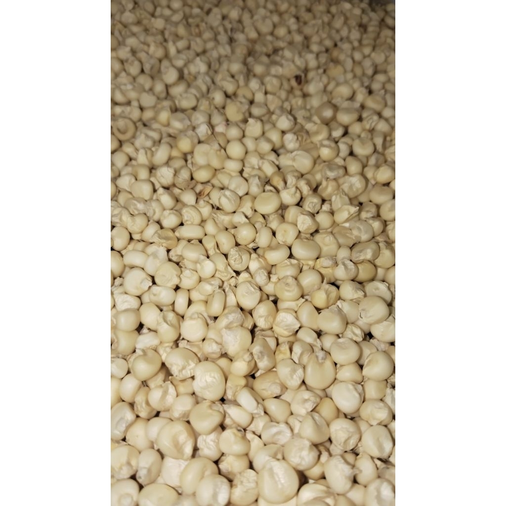 

jagung palothan /putih/ jagung palothan madura