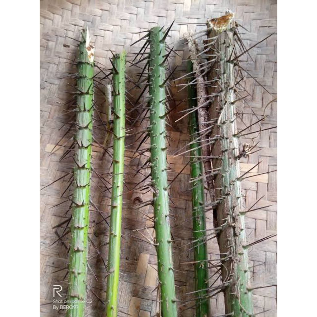 

duri salak untuk melindungi hama per pcs