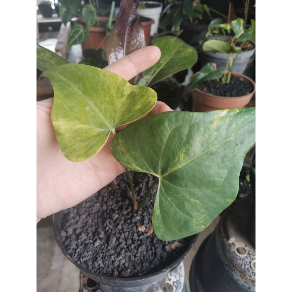 anthurium pteroductyl varigata 2 daun