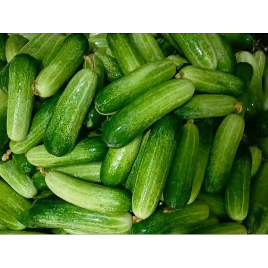 

Mentimun / Ketimun / Timun / Bonteng Super 1kg