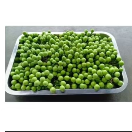 

buah pokak kepokak Redi stok