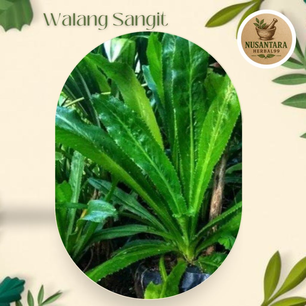 

Promo 10 Batang Walang Sangit