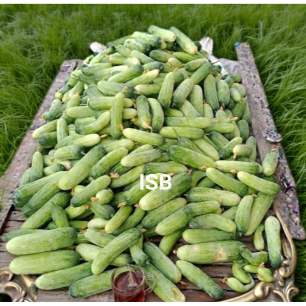 

mentimun/bonteng fresh 1 kg