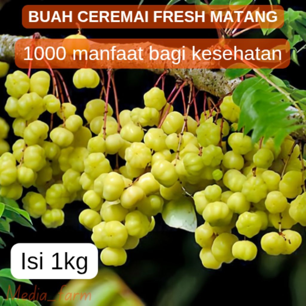 

Media Farm - Buah ceremai segar / buah cereme / buah cerme 1kg