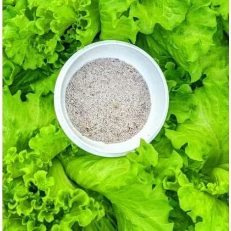 bibit selada hidroponik