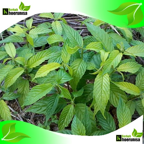 

Daun kayu afrika 1 kg bahan ecofrint fresh