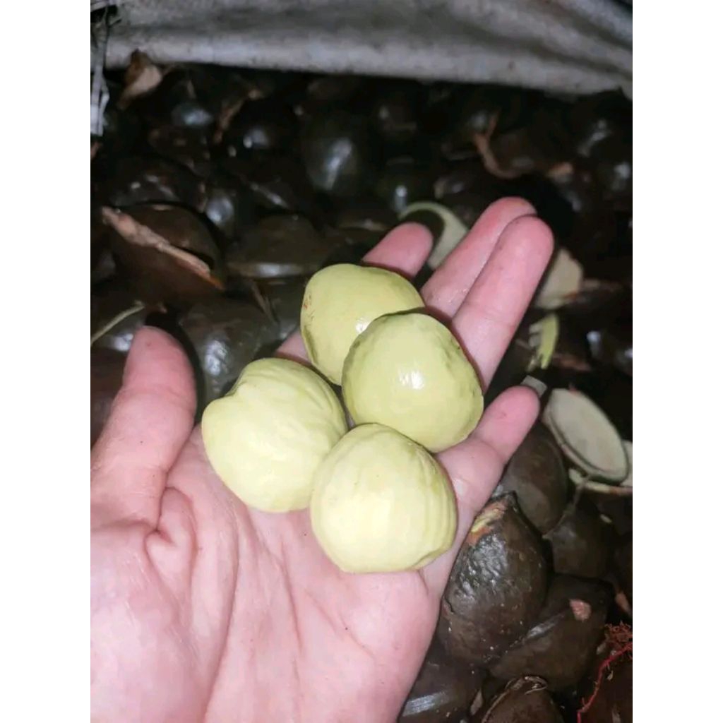 

Jengkol 100% asli & segar