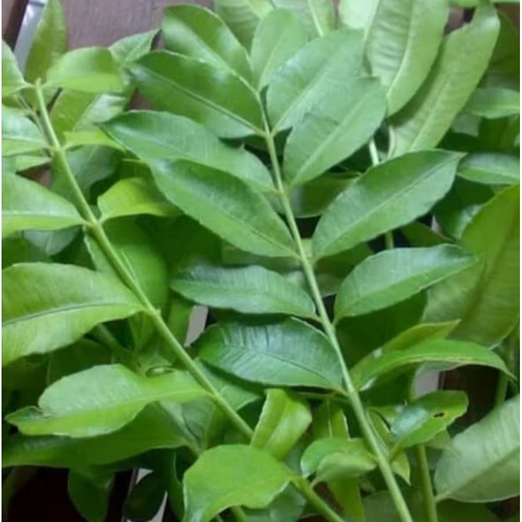 

Daun kedongdong segar alami 30 lembar