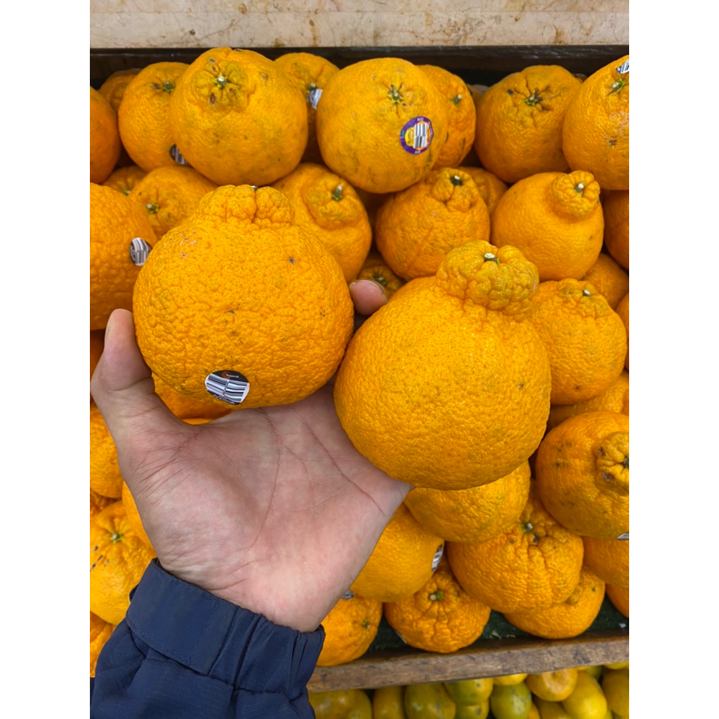 

Jeruk dekopon australia fresh manis segar bulur banyak air 1 kg