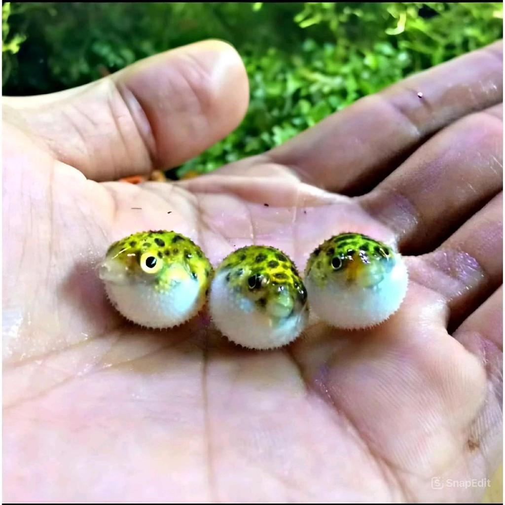 PAKET 3 EKOR IKAN BUNTAL AIR TAWAR GREENSPOT / BUNTAL HIJAU TOTOL