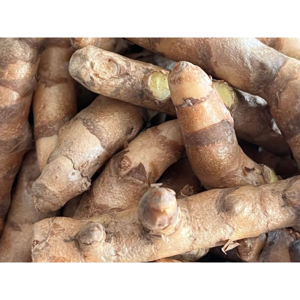 

Temulawak Grade A Ukuran Sedang Besar