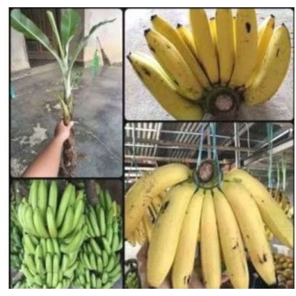 Bibit Pisang Ambon Kuning