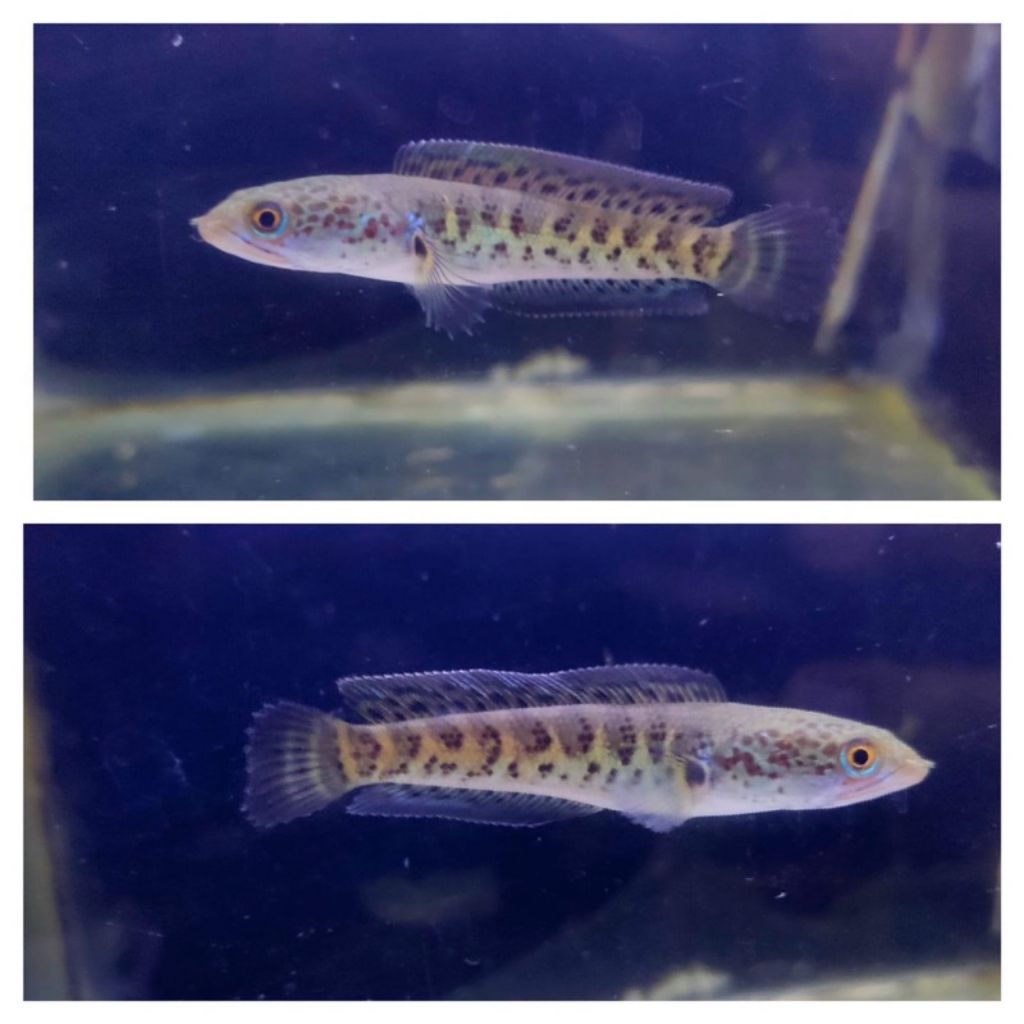 jual bibit chana barca,auranti,stewarti,