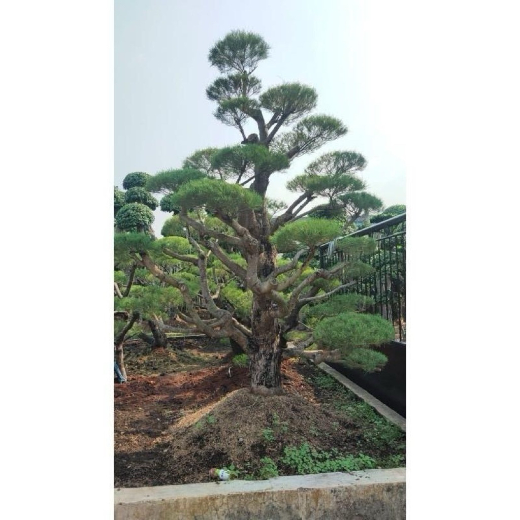 tanaman Bonsai Cemara Udang Istimewa – Tanaman Hias Premium untuk Rumah & Taman free pemasangan