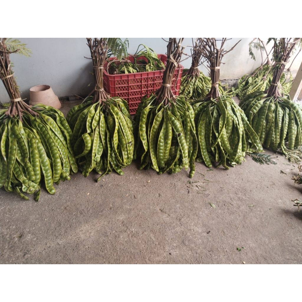 

petai pendek 10 papan asli dari wonogiri