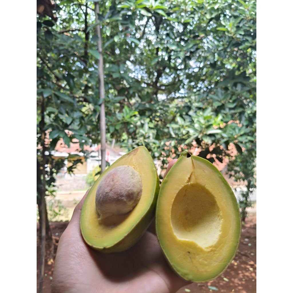 

buah alpukat mentega daging 1kg isi 2/3 pcs