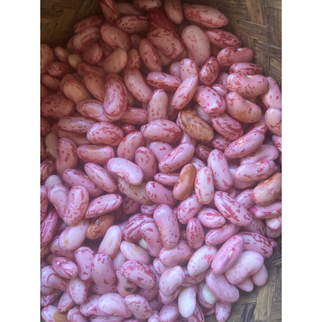

kacang merah asli