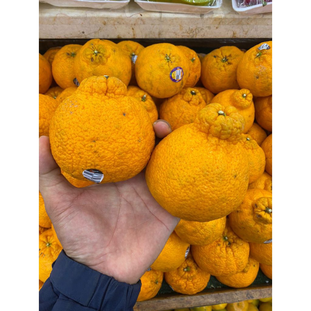 

Buah jeruk Dekopon Australia manis segar bulir banyak air melimpah 1 kg