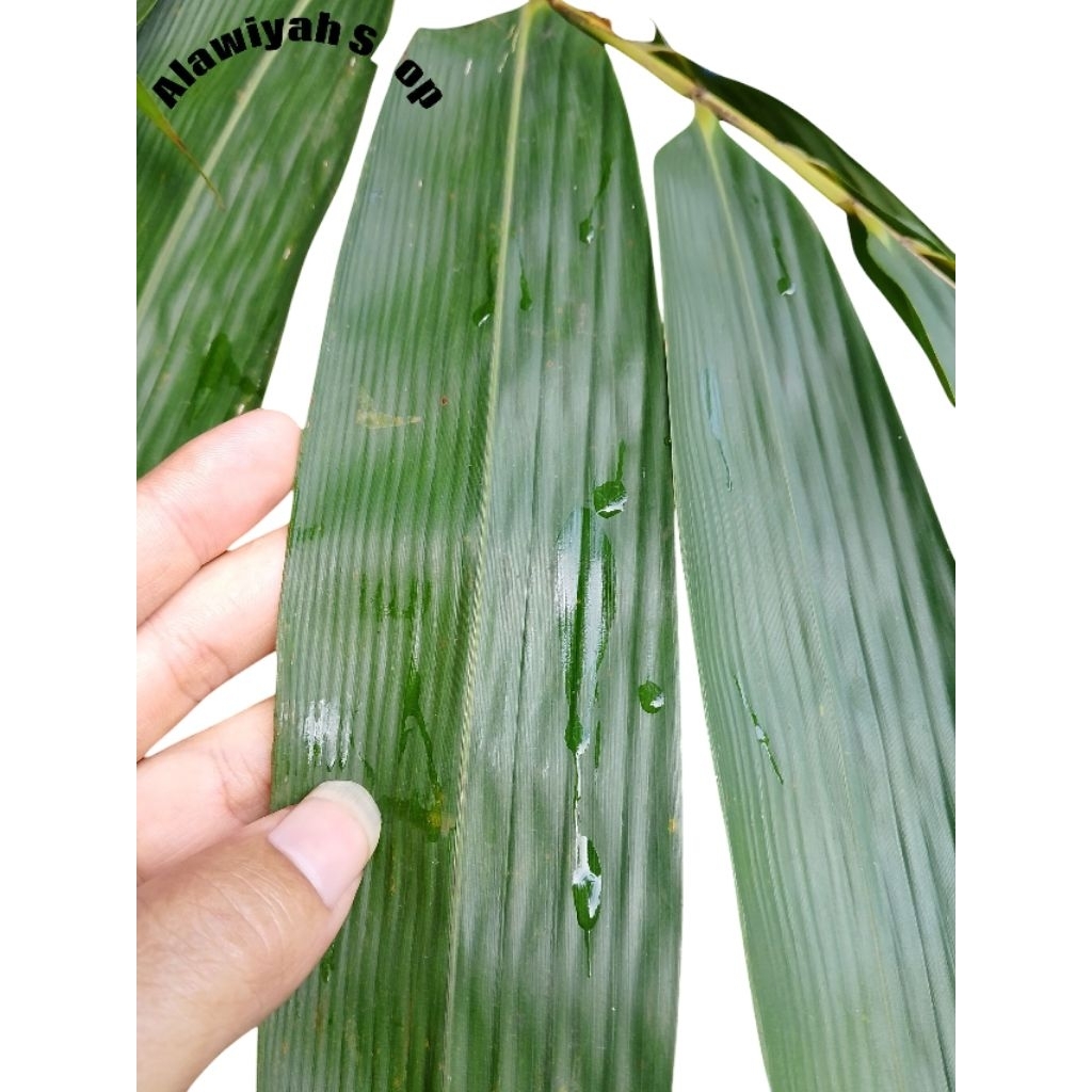 

Daun Bambu/Bakcang 100 Lembar