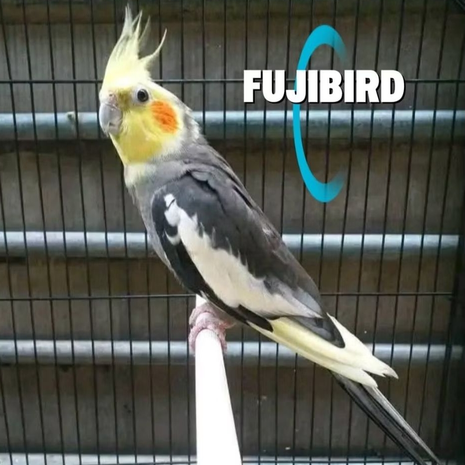 BURUNG PARKIT AUSTRALI WARNA GREY