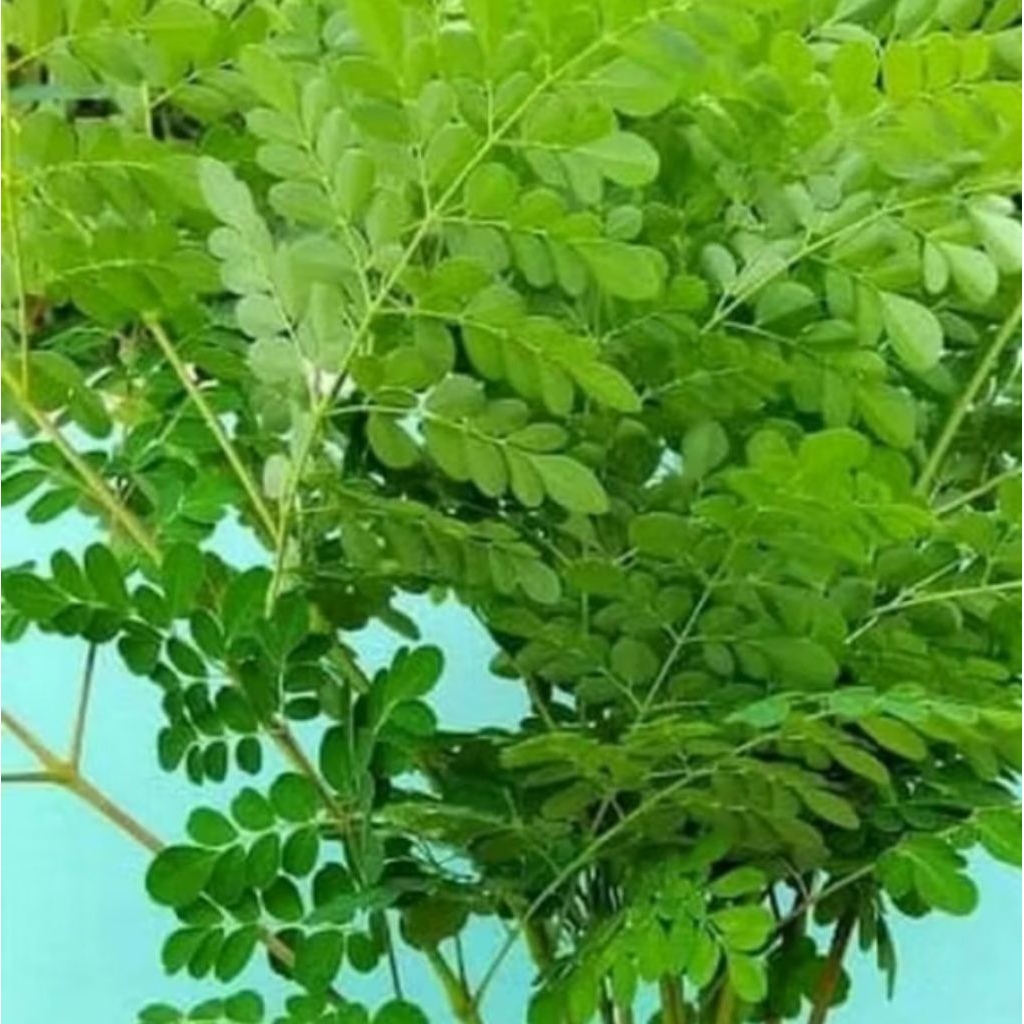 

Daun kelor segar 250 gr