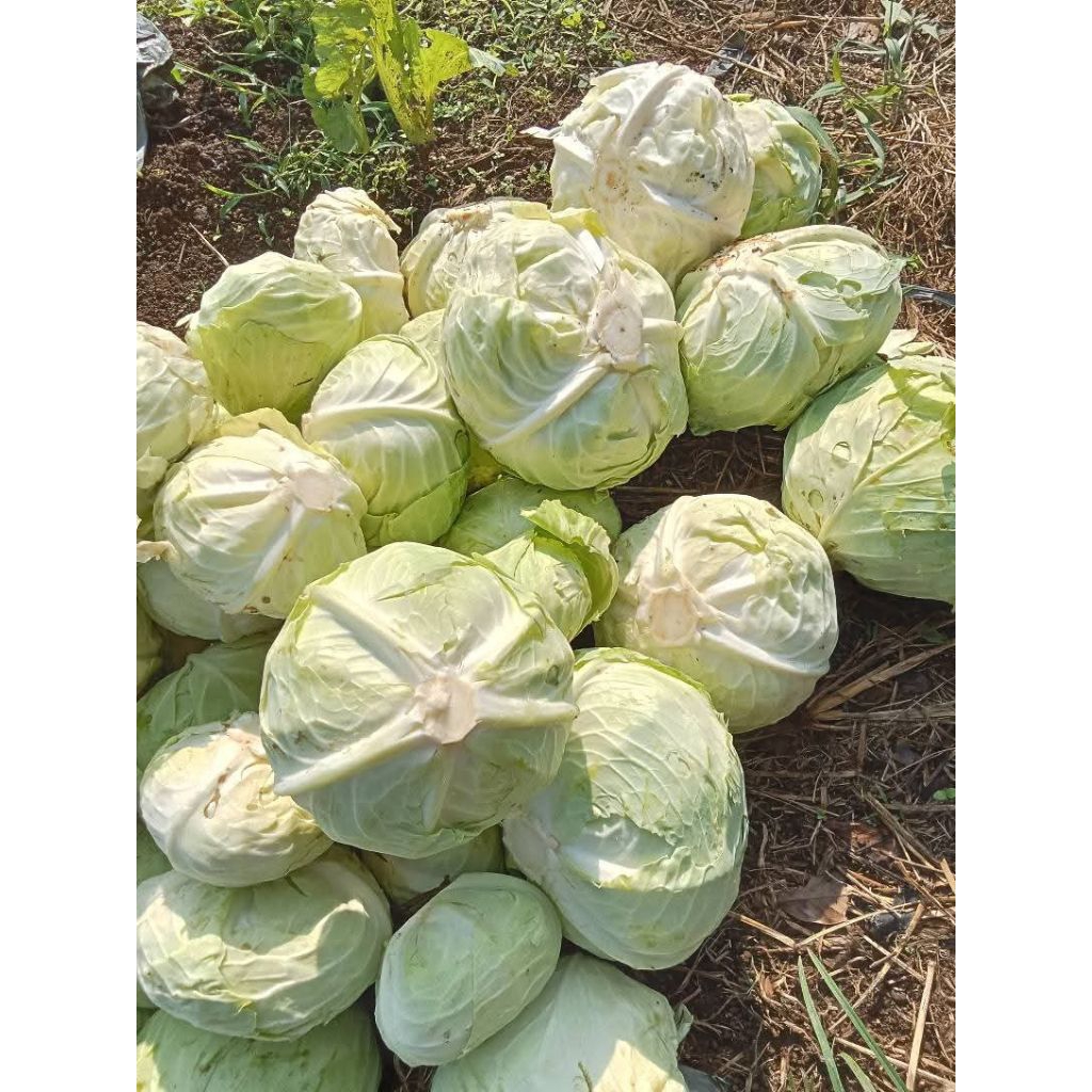 

Kubis / Kol Super 1kg