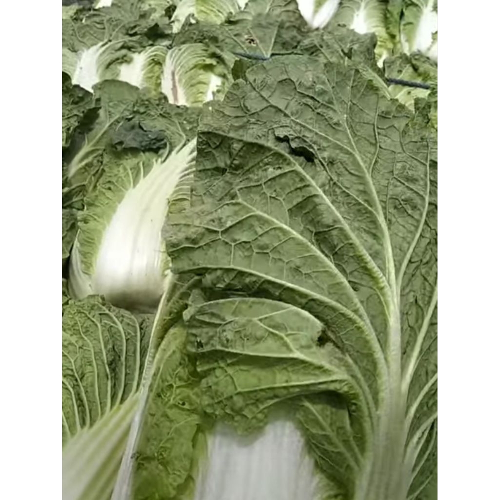 

Sawi / Pecay Super 1kg