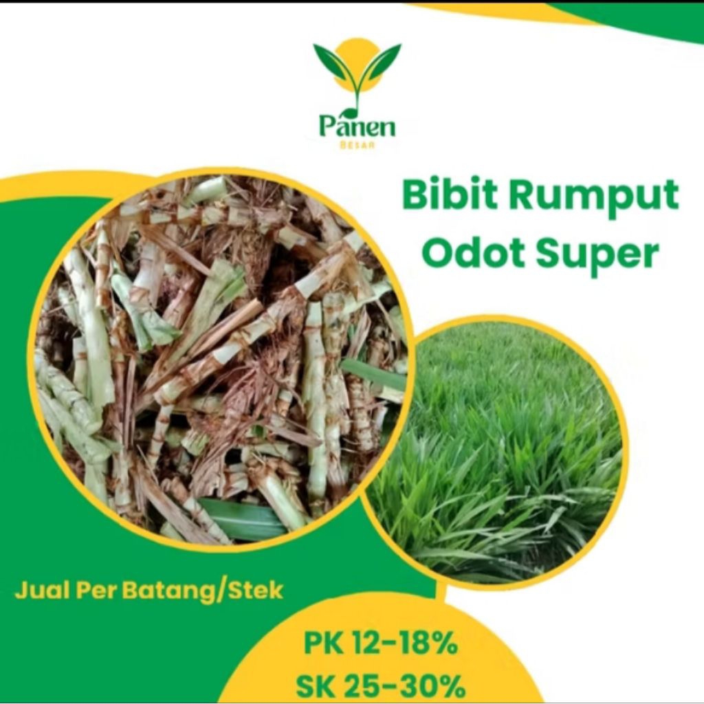 Rumput Odot Segar 50 Batang – Pakan Ternak Super Subur