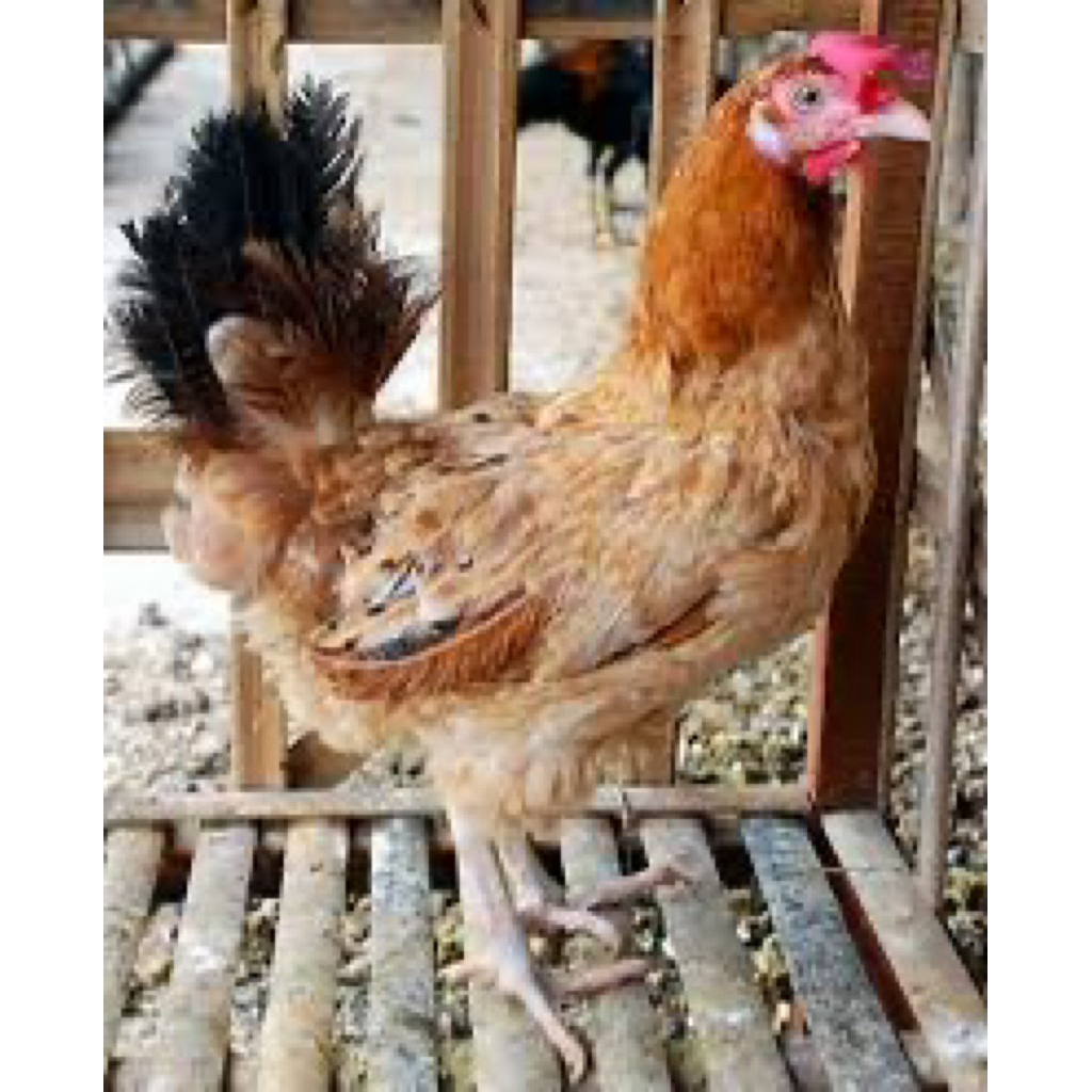 TELUR FERTIL AYAM ELBA UNTUK DITETASKAN