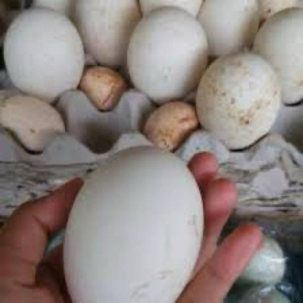 

TELUR ANGSA TEMBUHUK/TELUR BUSUK/TELUR FRESH