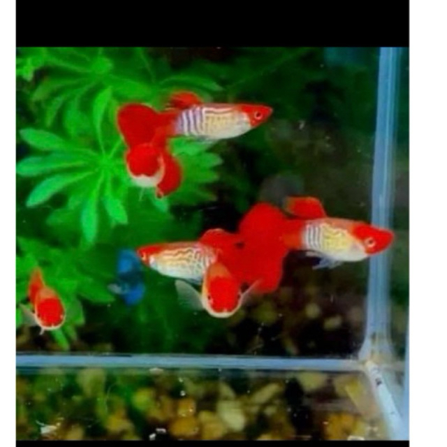 (perwarna rambut) ss koi