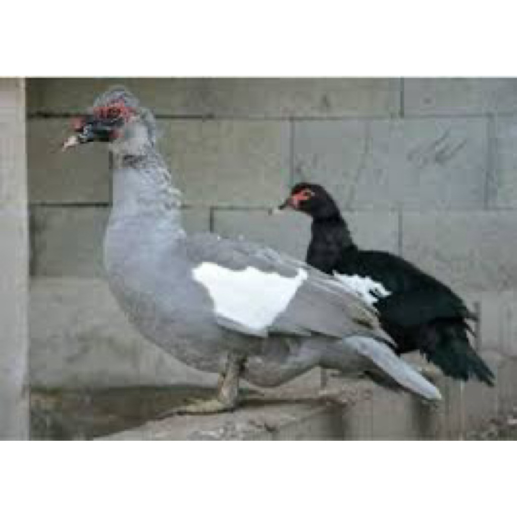 

TELUR FERTIL MENTOK LAVENDER UNTUK DITETASKAN