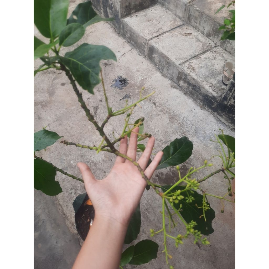 

alpukat aligator berbuah bunga sesuai poto