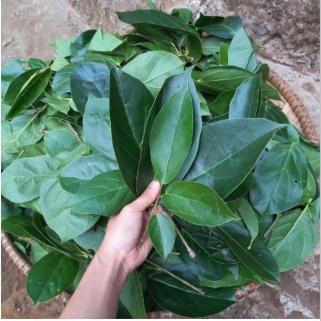 

Daun Cincau bisa di jadikan agar agar bahan bahan minuman daun nya masih fres ukuran jumbo super Segar per helai 250grm Murah Hijau Langsung di Petik dari pohon nya