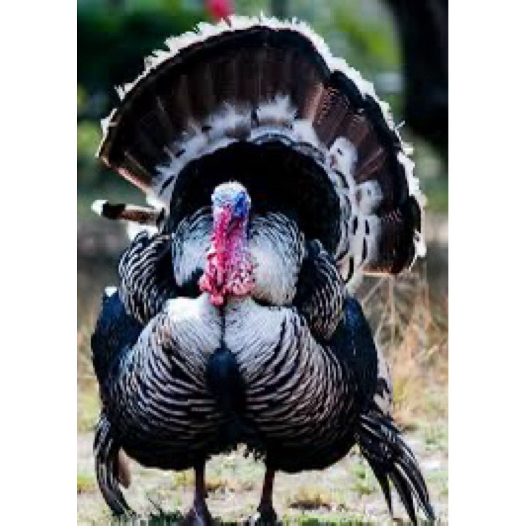 

TELUR FERTIL AYAM KALKUN UNTUK DITETASKAN