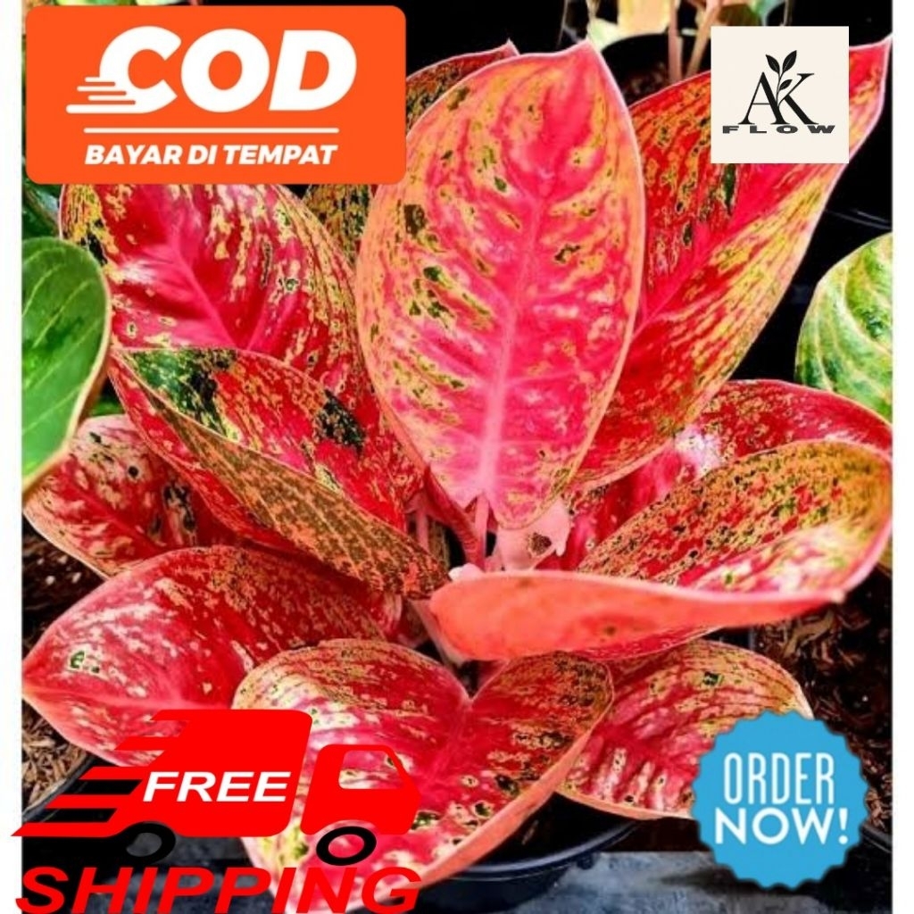 Bibit anakan aglonema legacy mutasi