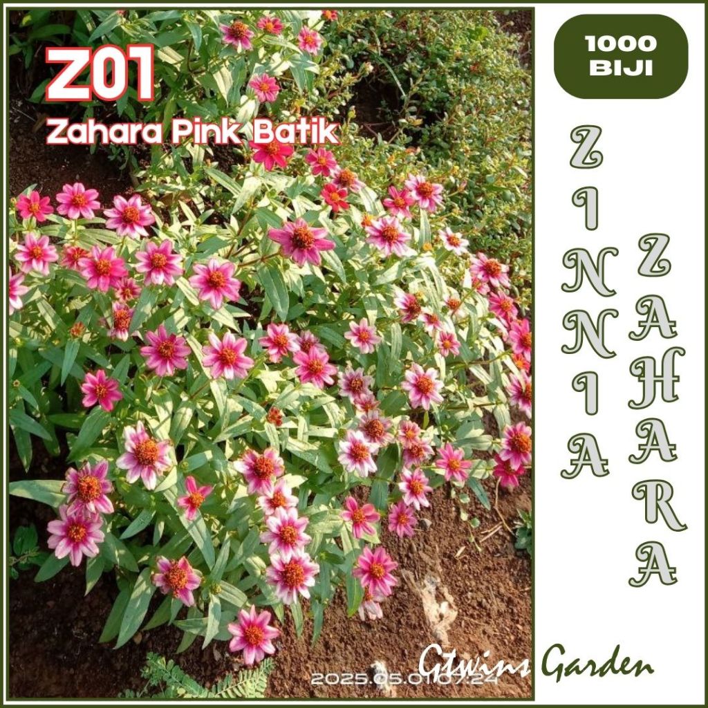 GG | 1000 Benih Bunga Zinnia Zahara Mini