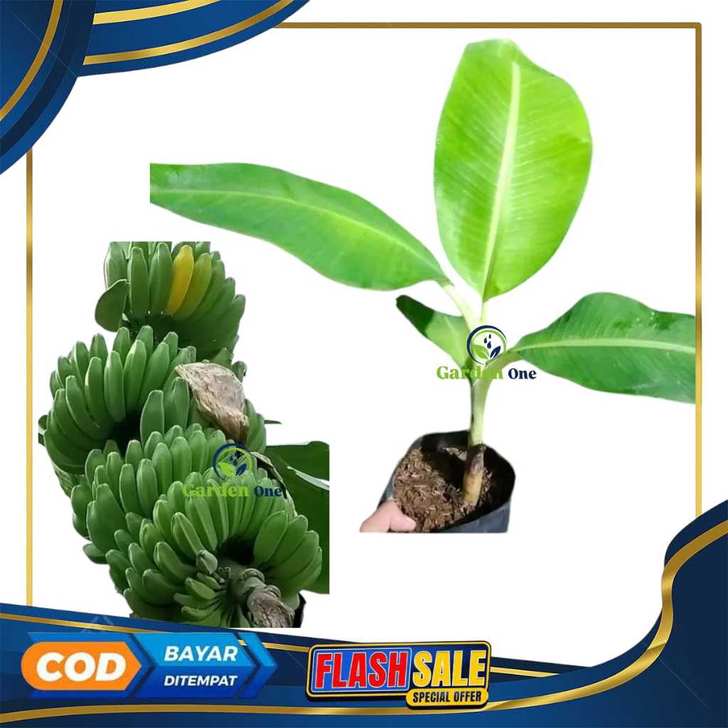 Bibit Pisang Kepok Kuning