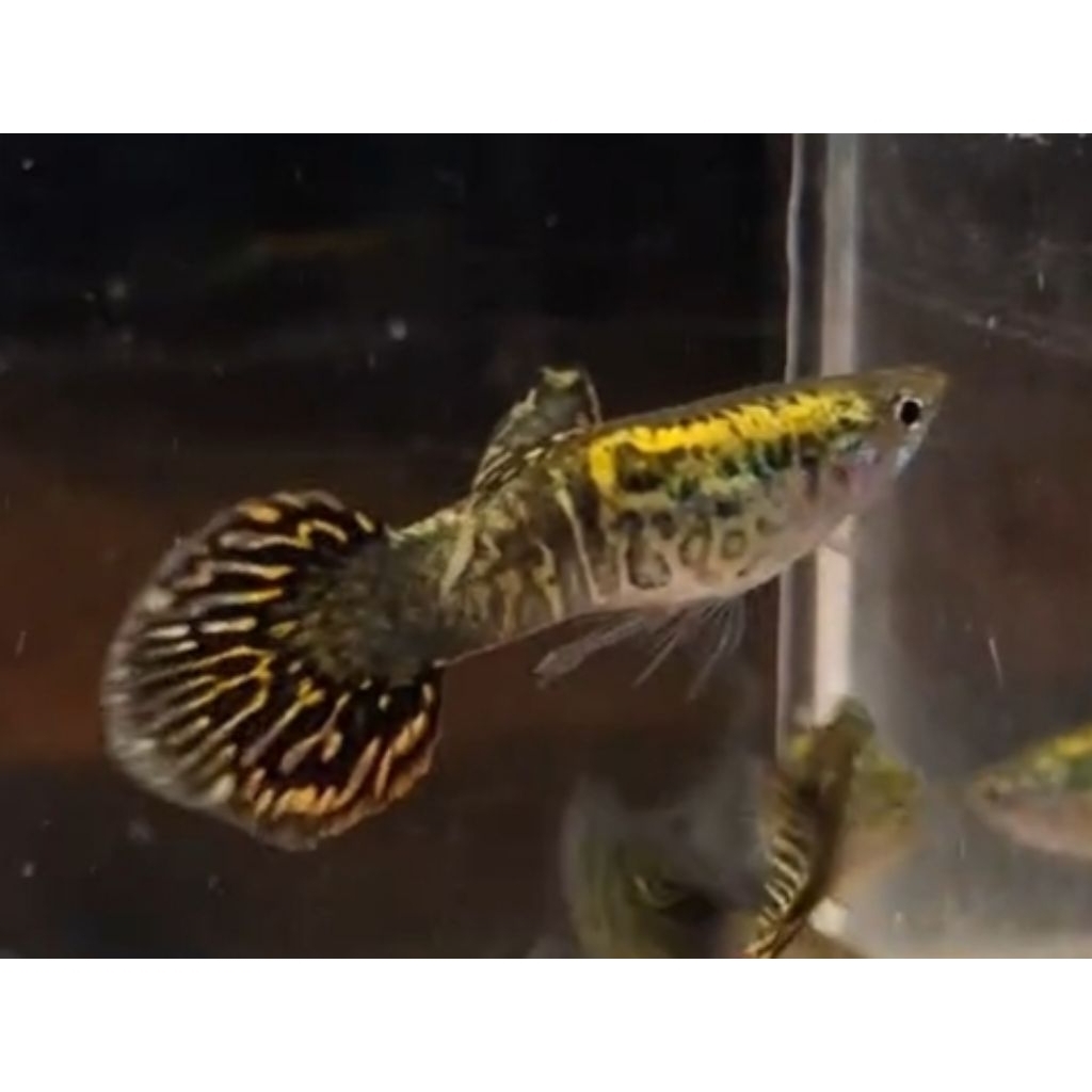 kebutuhan aquarium/stiker guppy jenis galaxy medusa roundtail